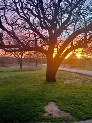 Un arbre dans une zone herbeuse, sous un ciel dégagé.