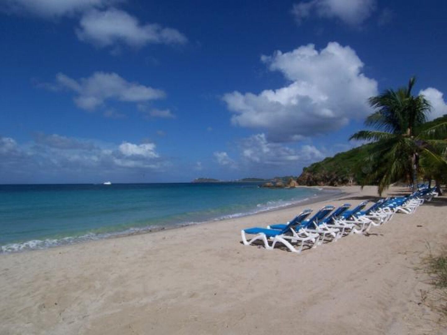 A beach with rows of blue lounge chairs and a palm tree.