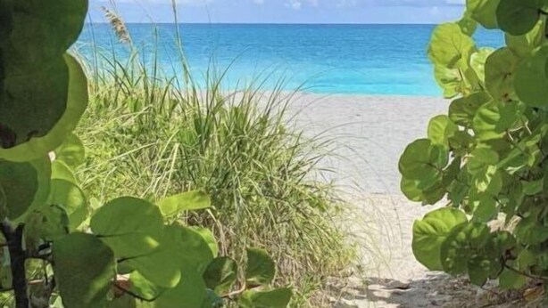 Vista de la playa enmarcada por follaje verde.