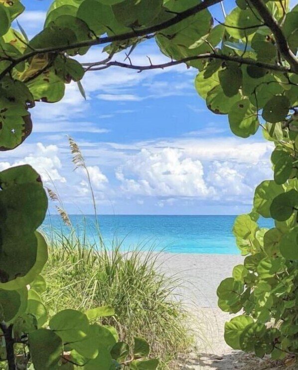 Escape to a serene beachside haven surrounded by lush greenery and the soothing sound of the sea.