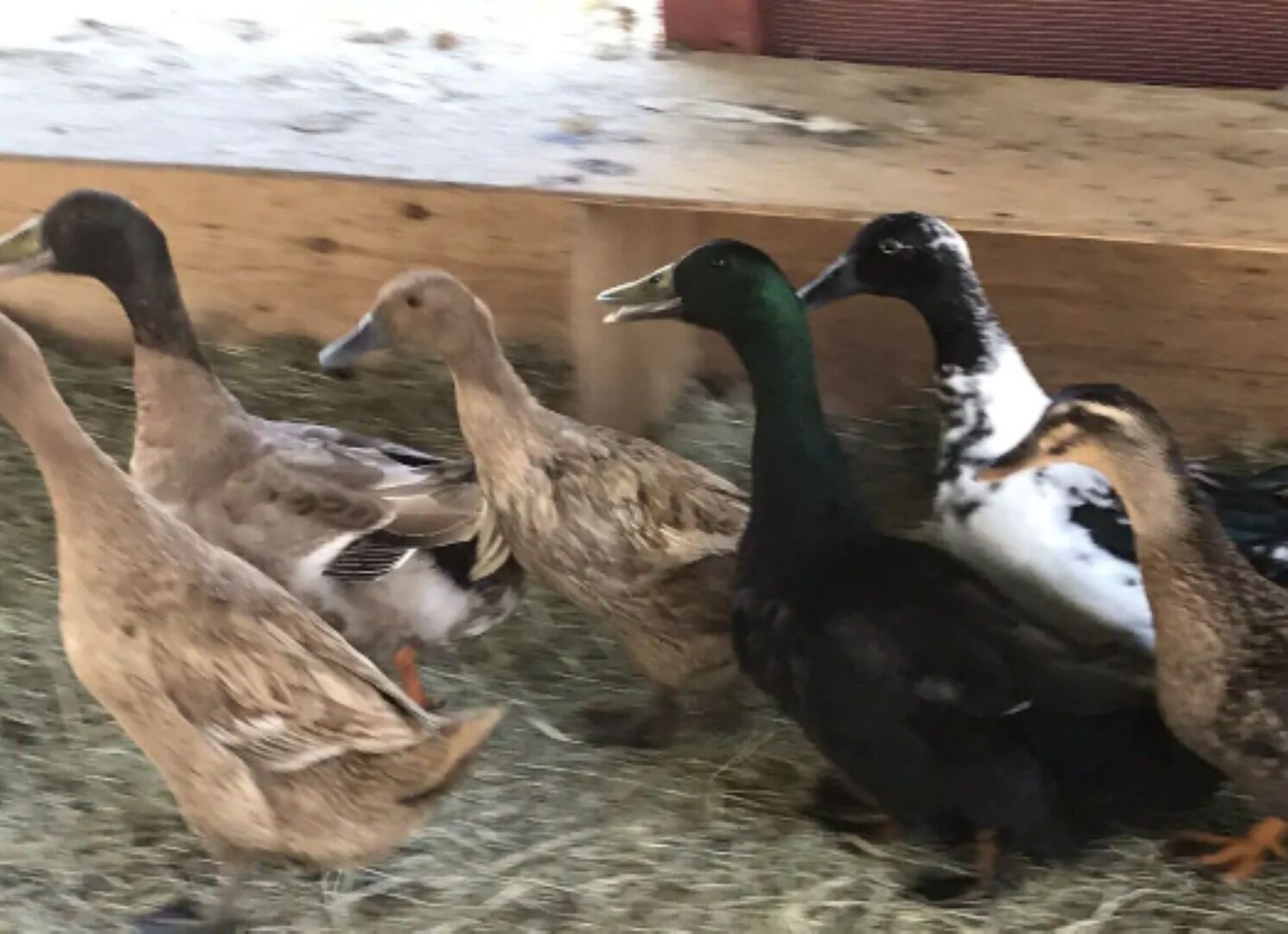 Un groupe de canards dans un enclos en bois, avec du foin sur le sol.