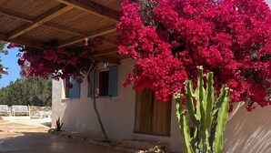 Un edificio con techo de paja, un cactus en maceta y flores de buganvilla rosadas.