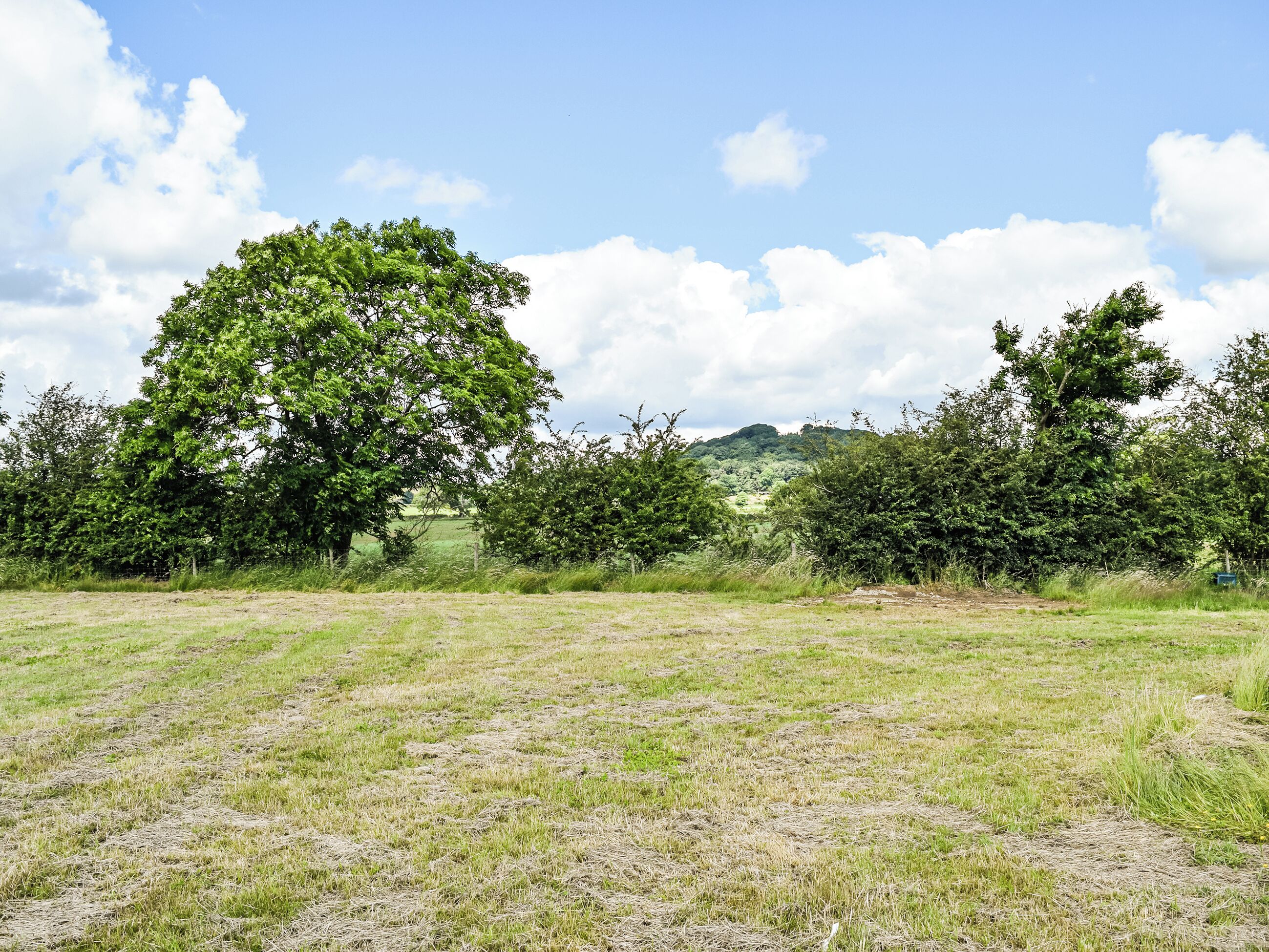 A grassy field with trees and a clear sky.