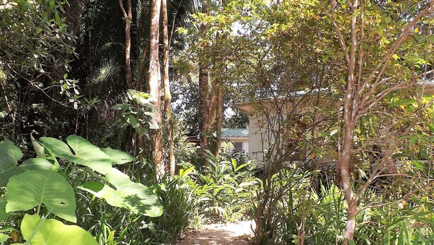 A paved pathway flanked by lush greenery and trees, leading to a building with a green roof. - HUGE! Belize Vacation Lodge, 1 to 6 Private Cottages Plus Fully Equipped Kitchen (Punta Gorda)