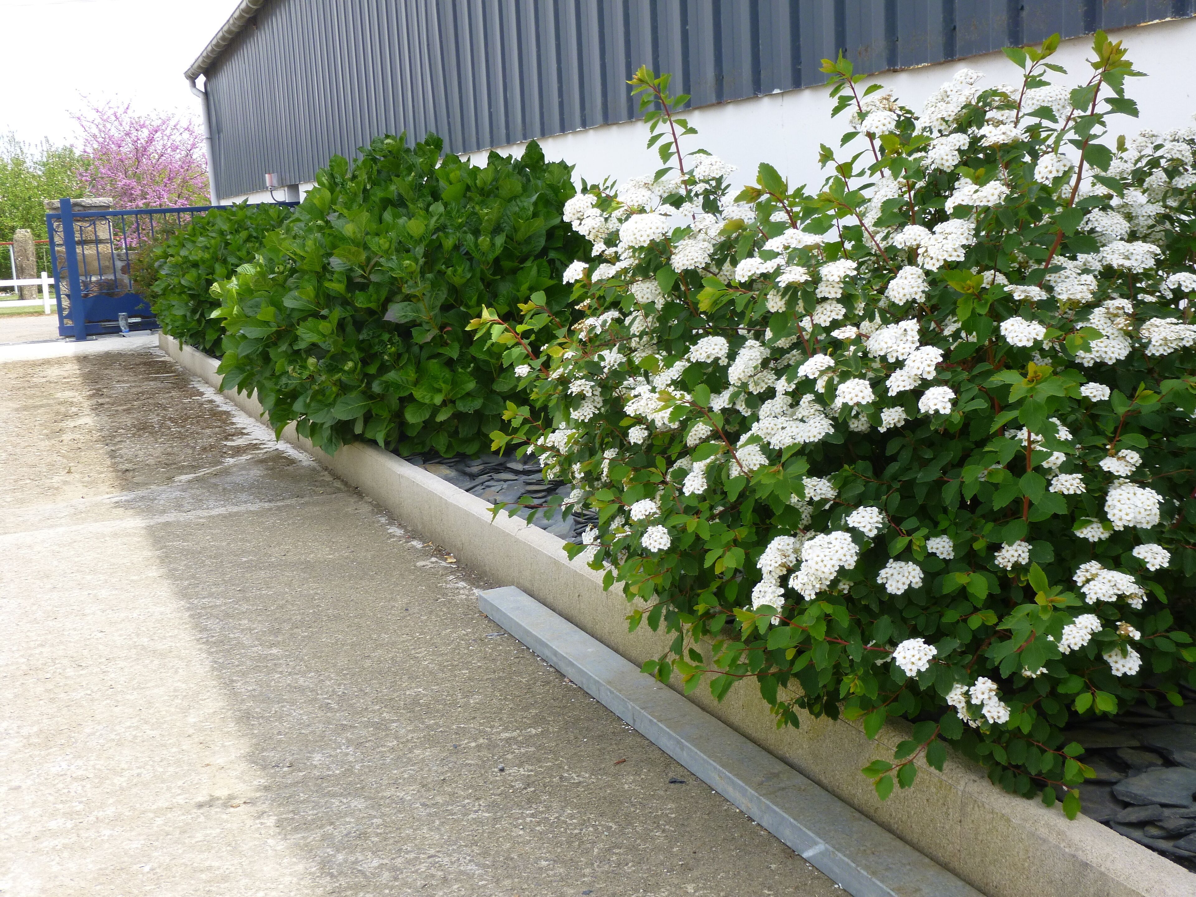 A concrete planter with white flowering shrubs and green foliage against a building facade.