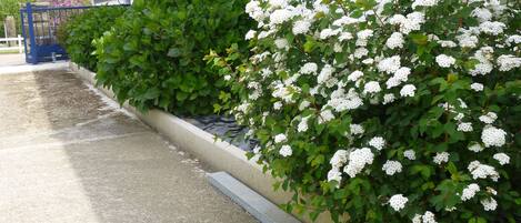 A concrete planter with white flowering shrubs and green foliage against a building facade.