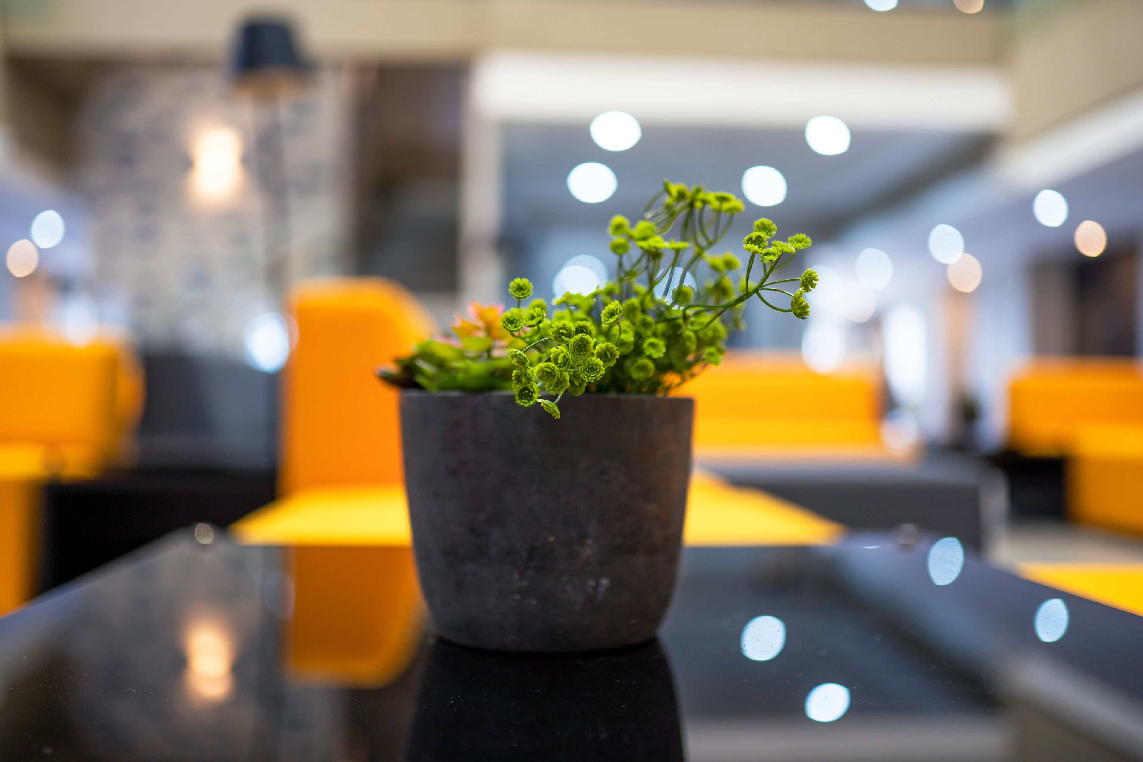 A potted plant on a reflective black table in a modern interior with yellow seating.