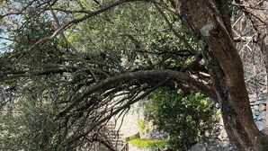 Un sendero bajo un arco de árboles, con un muro de piedra y plantas en macetas a la derecha.