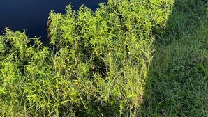 A tranquil pond with a grassy edge and reflections of surrounding greenery. - Paradise Vacation Rental with Water Views (Palm Harbor)