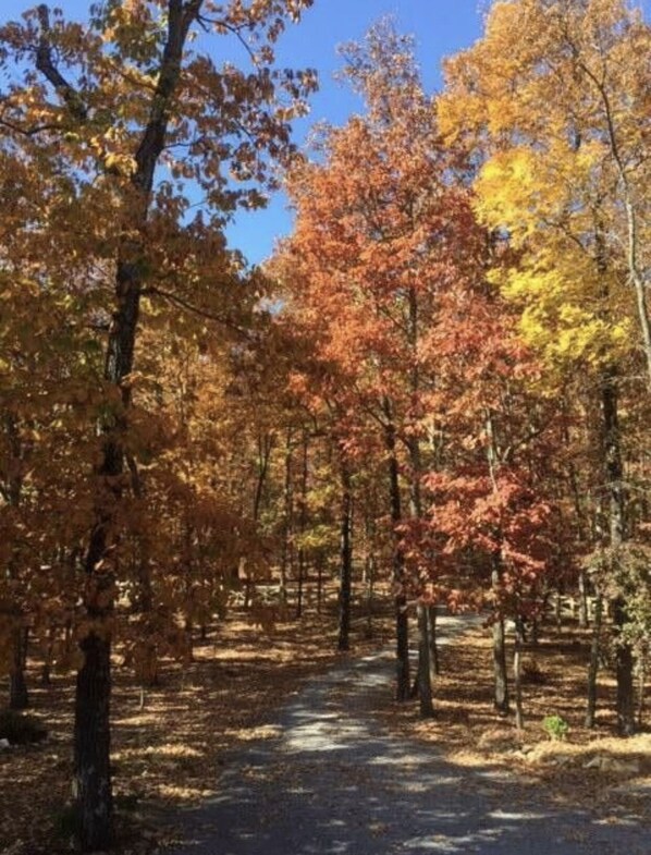 A forested area with a dirt path.