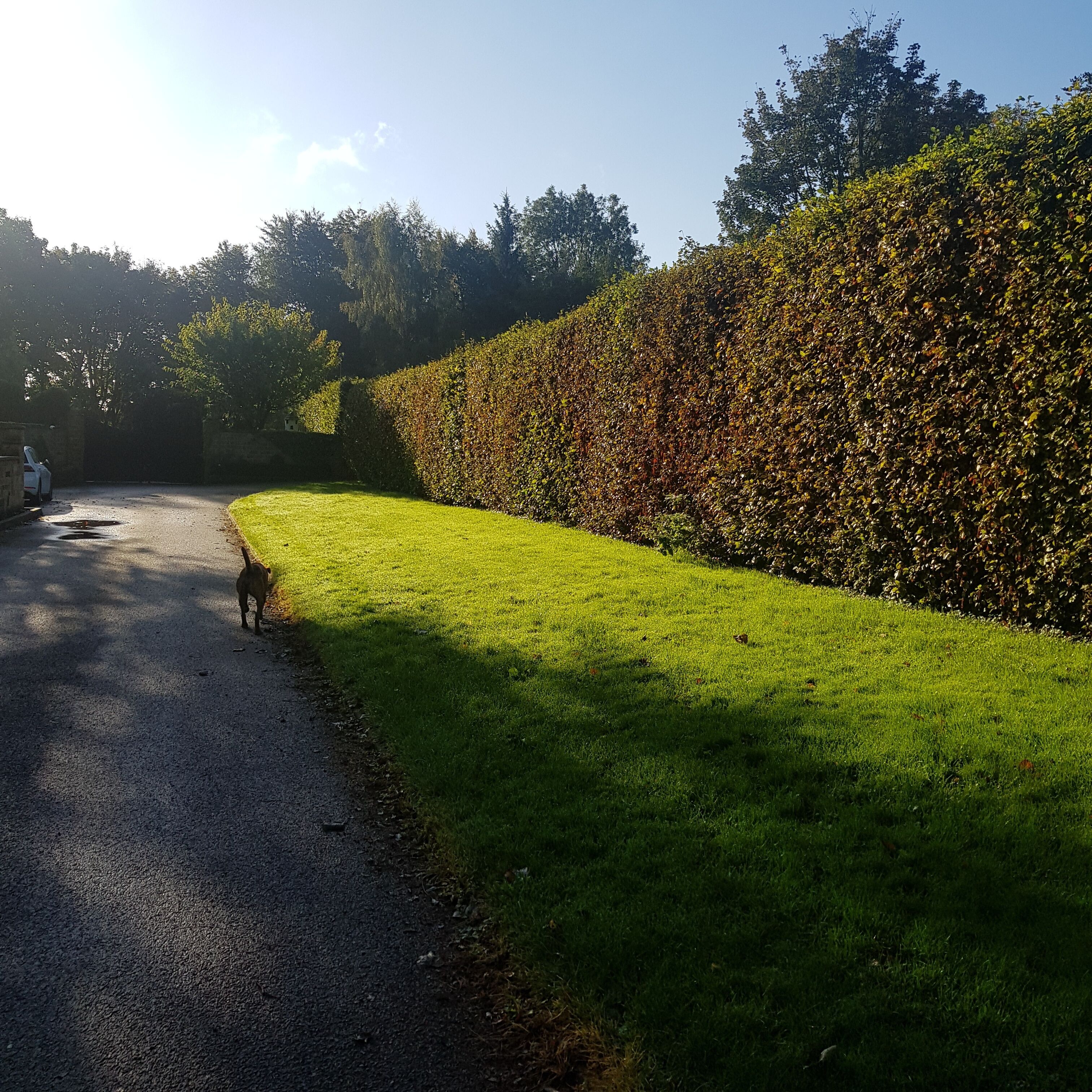 A paved driveway leading to a grassy area with a hedge on one side.