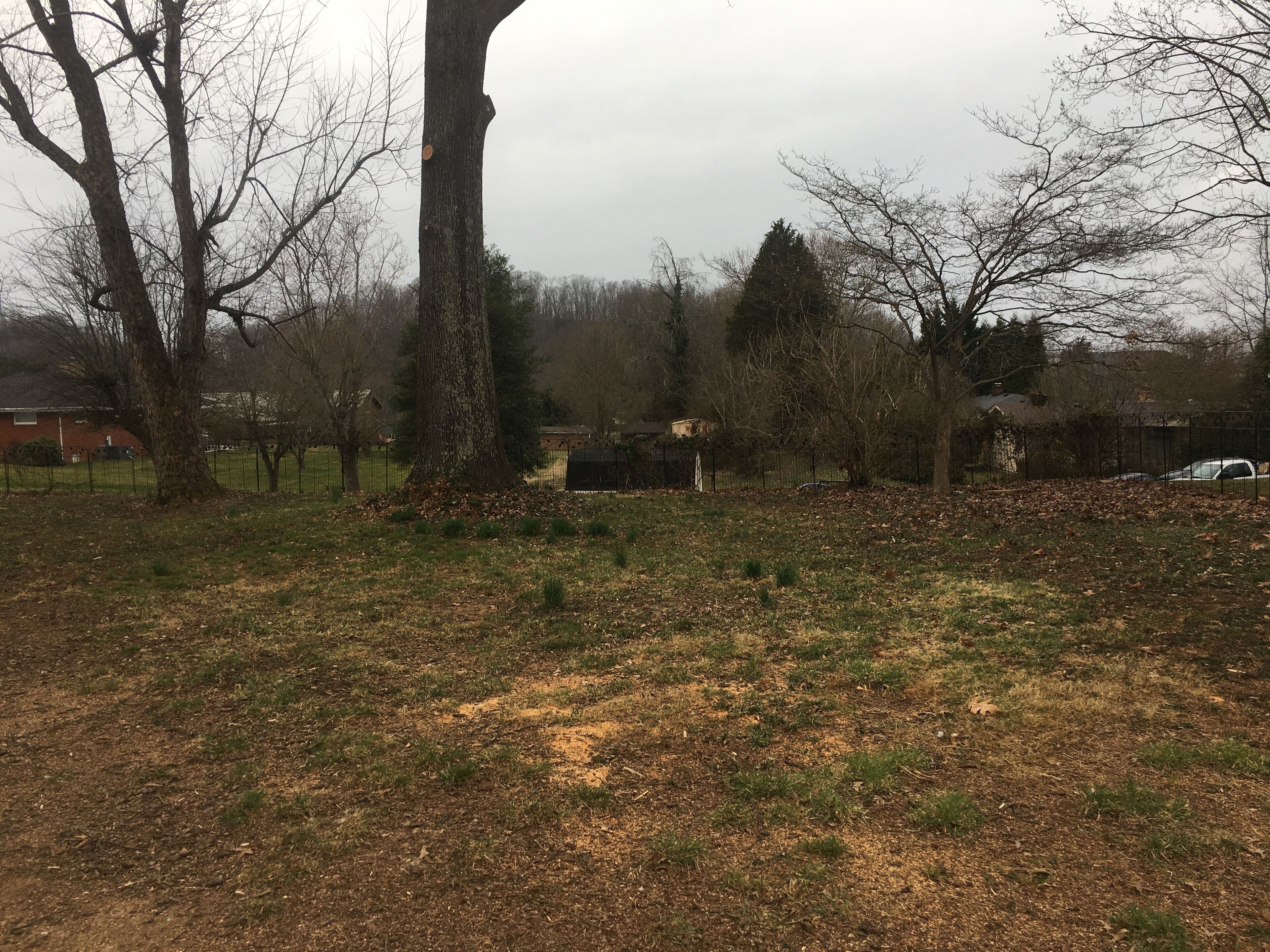A grassy area with trees and a fence.