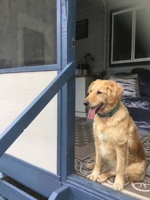 Property grounds - Cosy Country Cottage in the Pyrenees( Pet Friendly.)  (Avoca)