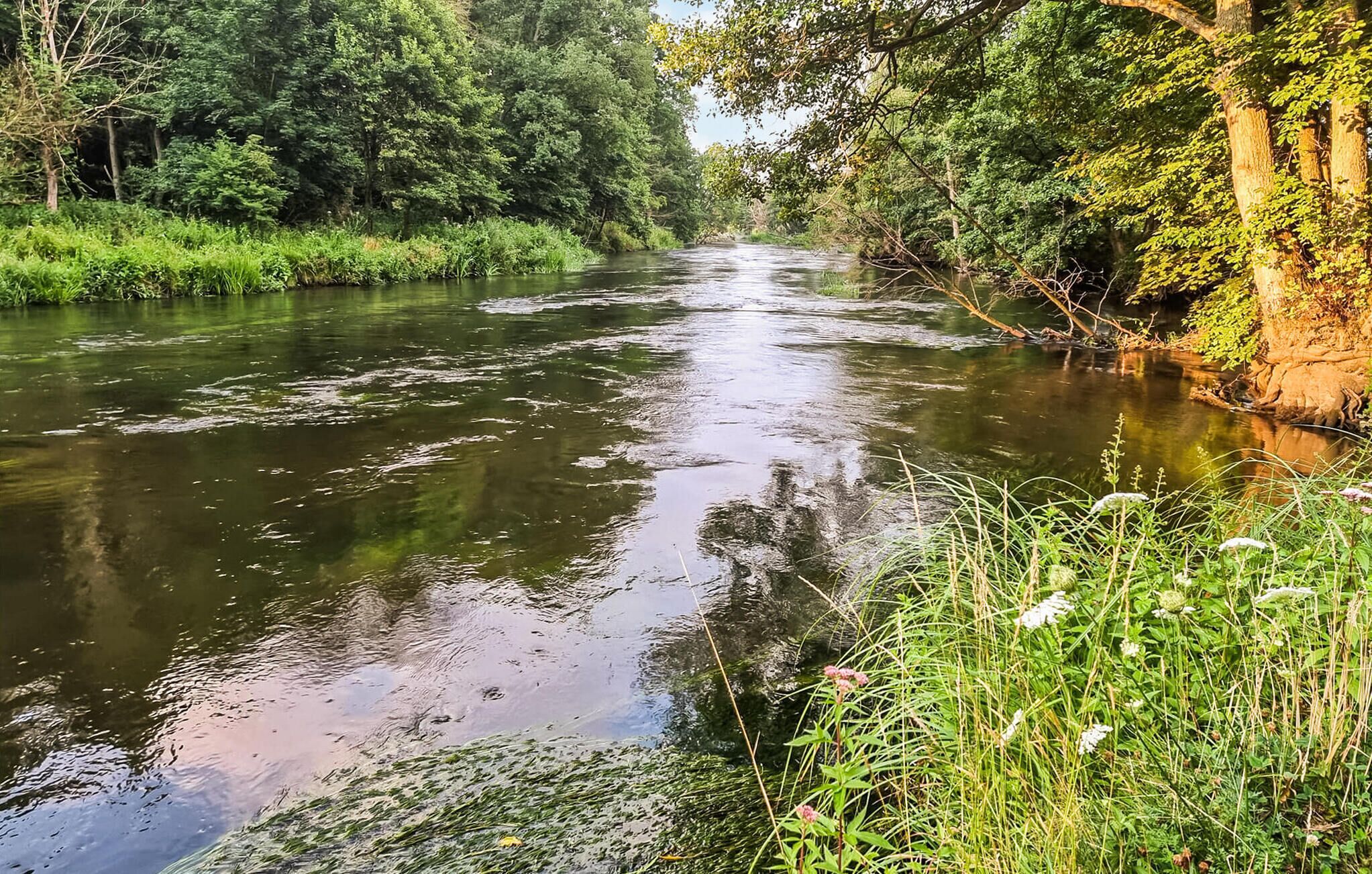 Un río serpentea por una zona boscosa, con abundante vegetación a ambos lados.