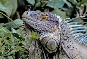 A close-up of an iguana with textured skin and prominent spikes, surrounded by green foliage.