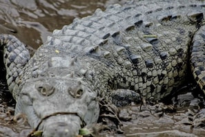 A close-up of a crocodile's textured skin and rough scales.