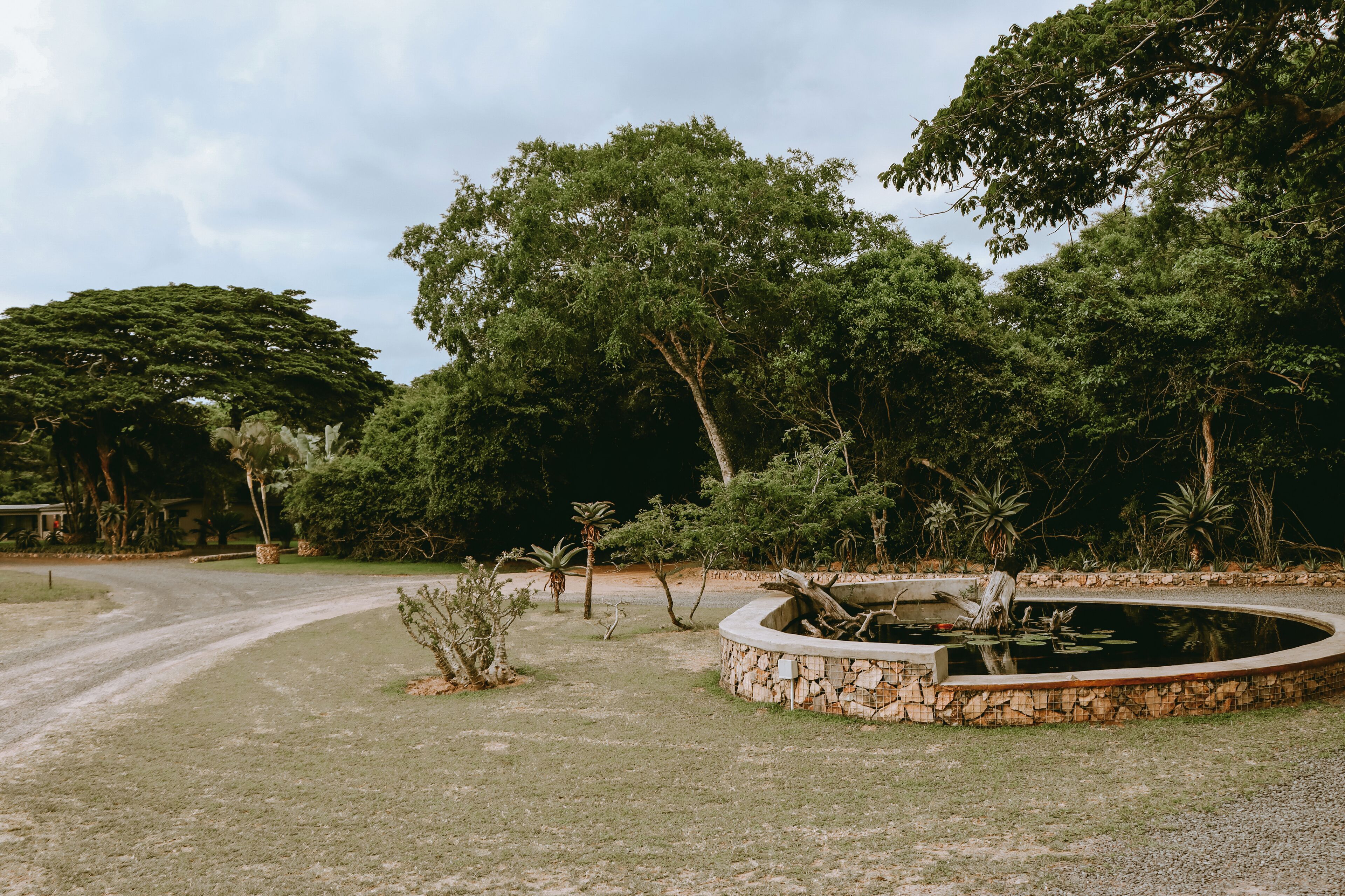 A circular stone pond with a wooden bridge, surrounded by various trees and plants.