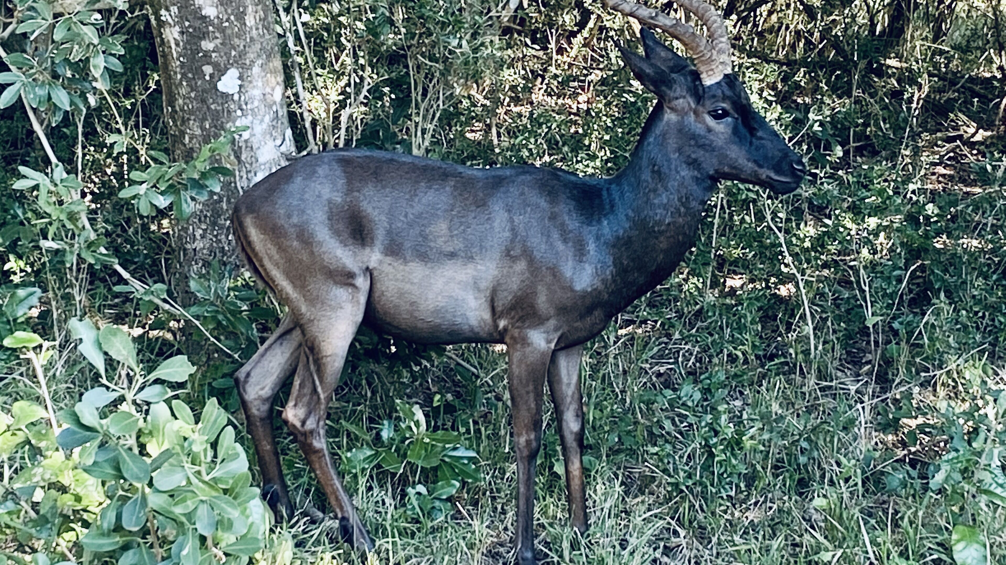 A deer standing in a natural setting with dense foliage and trees in the background.