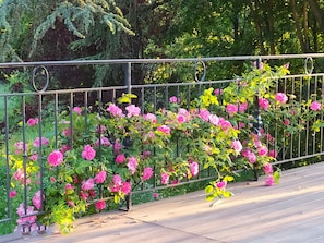 A garden with pink roses and a metal fence.