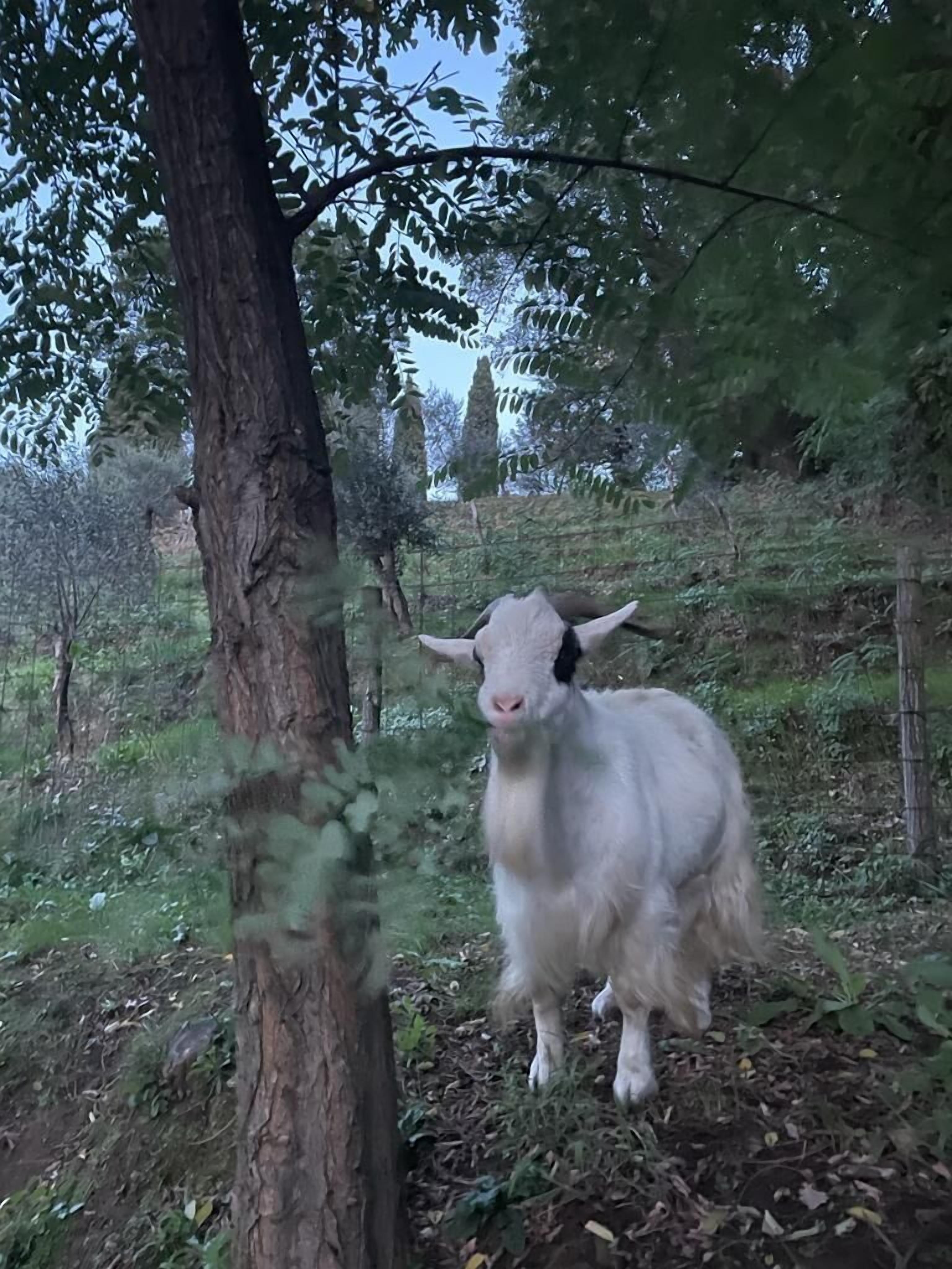 A goat standing near a tree in a natural setting.