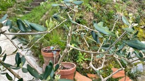 Ein Garten mit einem Weg, der zu einer hölzernen Struktur mit roten Vorhängen führt.