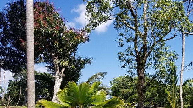 Roligt sølandskab med palmer og varieret vegetation.