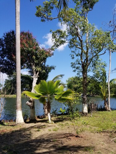 Tropical Jungle Paradise