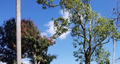 Tropical Jungle Paradise