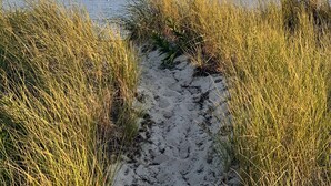 A sandy path leading to a beach with tall grass on either side. - Beachfront on our private beach!  Siren Cottage - Pipers' Shore (North Truro)
