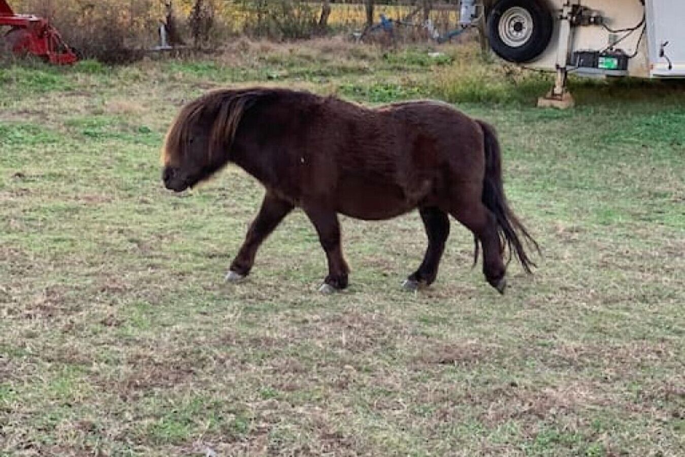 Un pequeño pony marrón caminando en un campo cubierto de hierba.