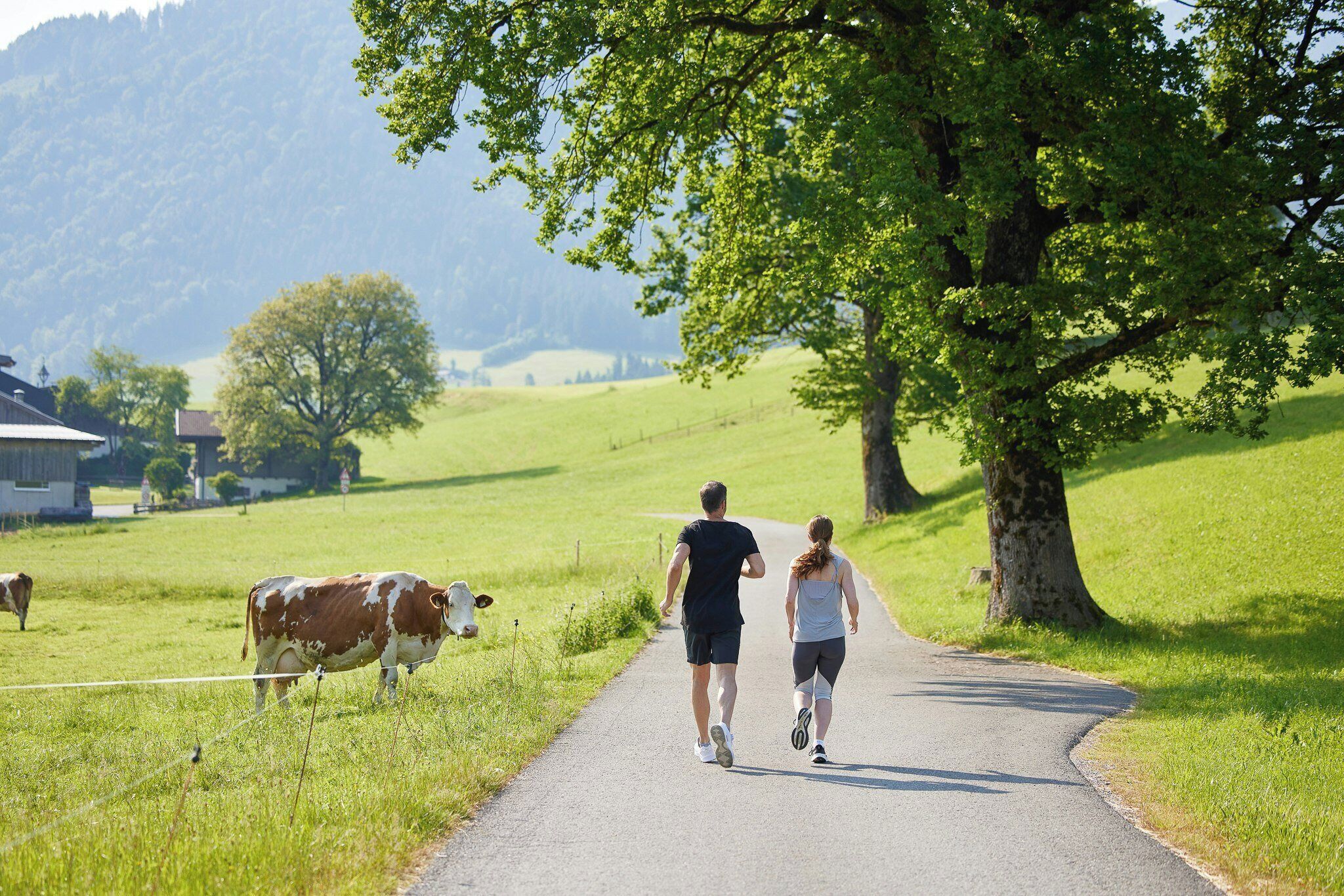 A rural road with a couple jogging, a cow on the side, and a tree.
