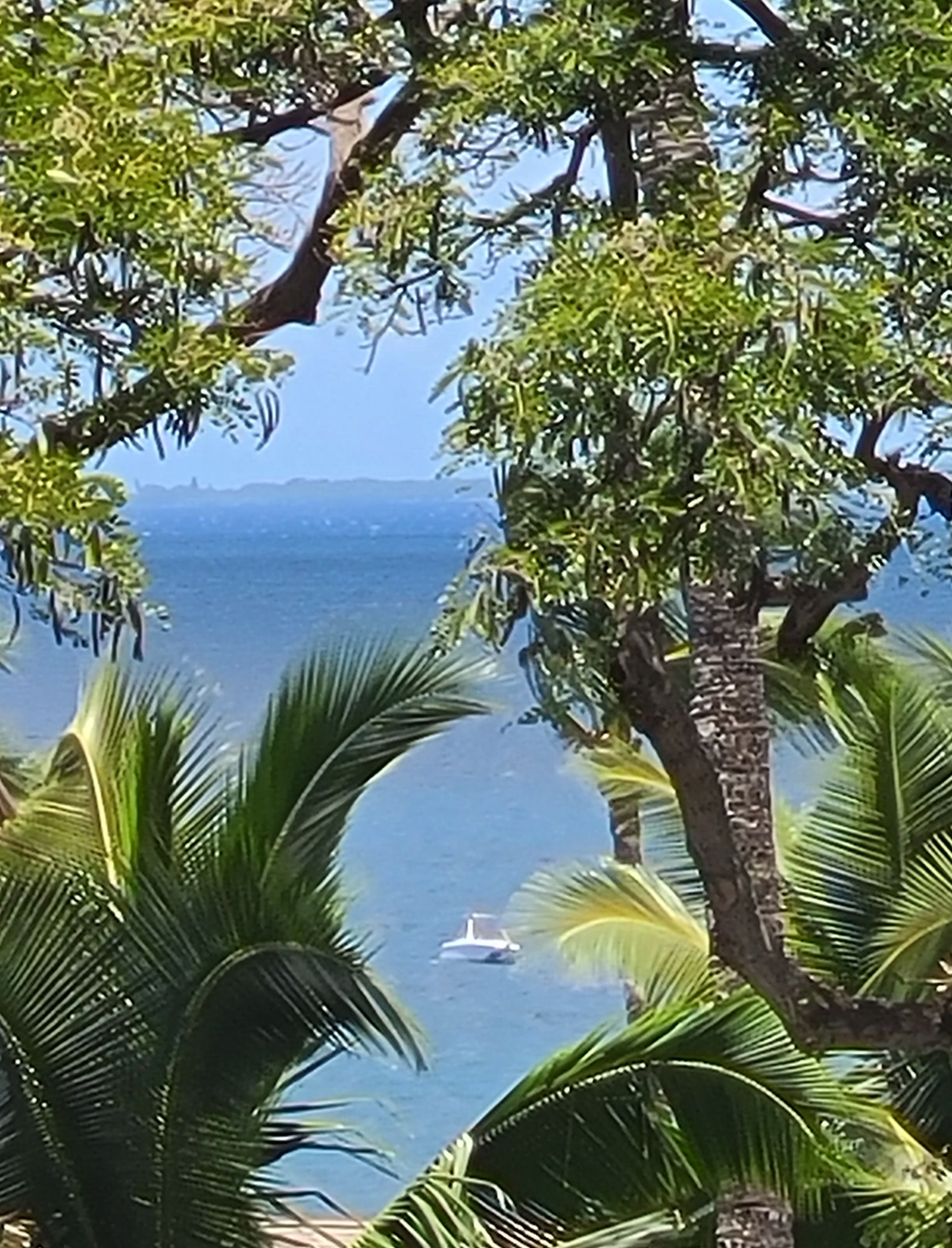 A view of a body of water with a boat, surrounded by palm trees.