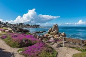 Un paysage côtier avec un affleurement rocheux, des fleurs violettes et un ciel bleu dégagé.