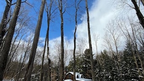 A cabin surrounded by tall, leafless trees in a snowy landscape.
