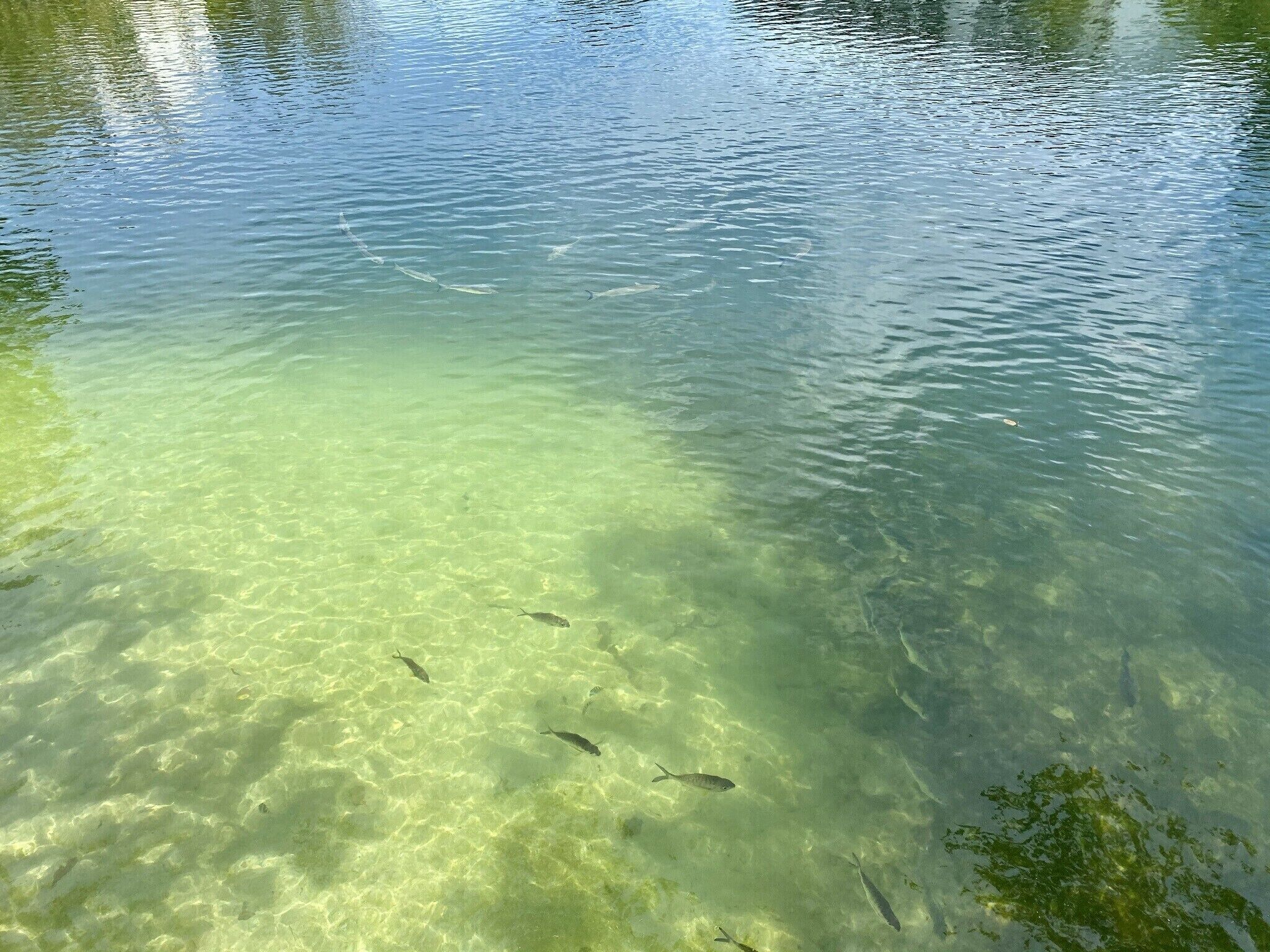 Kirkasvetinen järvi, jonka pohjalla näkyy kiviä ja kaloja.