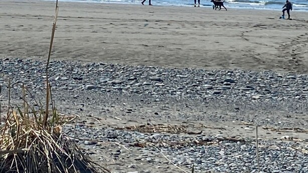 Una playa con gente caminando, un perro, una caña de pescar y montañas al fondo.