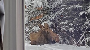 Un alce descansando en un paisaje nevado, visto a través de una ventana.