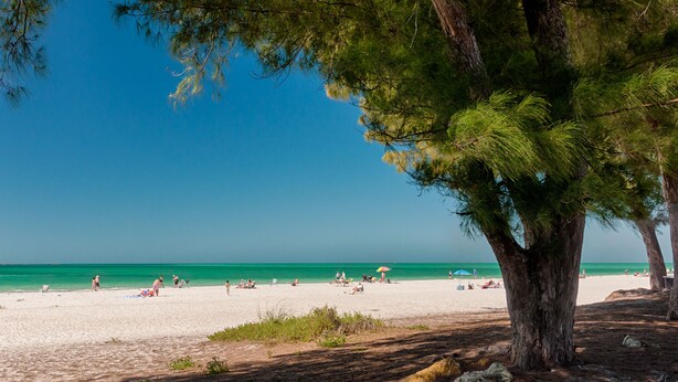 A beach with a large tree providing shade, a sandy beach, and the ocean in the background. - Fun in the Sun  Gulf front, steps to the sand, 4-bed with spectacular views! (Anna Maria)