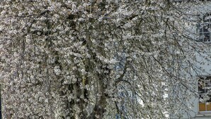 Un sentier bordé d’arbres, avec des vélos garés le long du chemin.