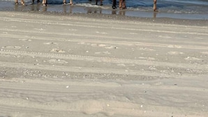 A beach with horses walking along the shore.