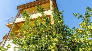 Un edificio de varios pisos con balcones y un árbol con hojas verdes y frutos amarillos al frente.