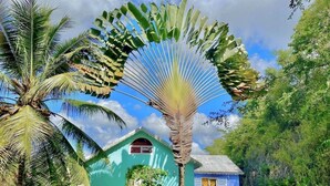 A house with a blue exterior, surrounded by lush greenery and a palm tree. - Tailor-made house and table d'hôtes for holidaymakers and business travelers (Le Gosier)