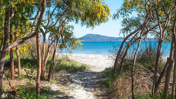 Un sentier qui mène à une plage bordée d’arbres et d’où l’on a une vue dégagée sur la mer.