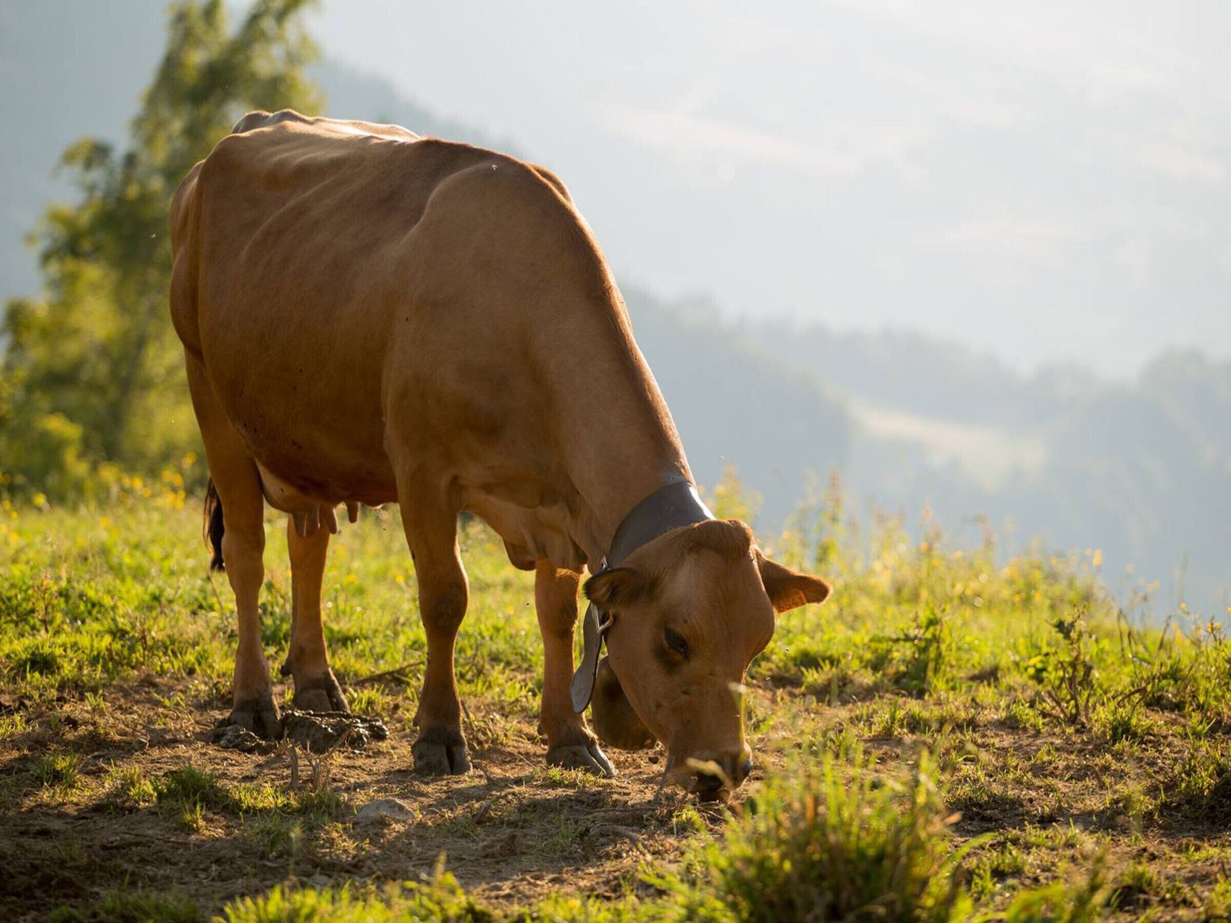 A cow grazing in a field with a mountainous background.