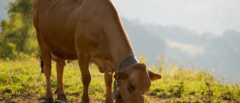 A cow grazing in a field with a mountainous background.