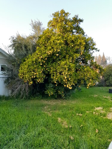 lux studio la verne, claremont, sandimas, pomona