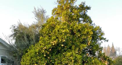 lux studio la verne, claremont, sandimas, pomona