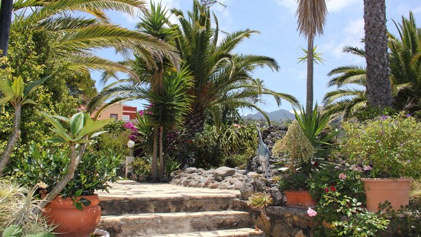 Un jardin avec des marches menant à un mur de pierre, entouré de différents pots de plantes et de palmiers.