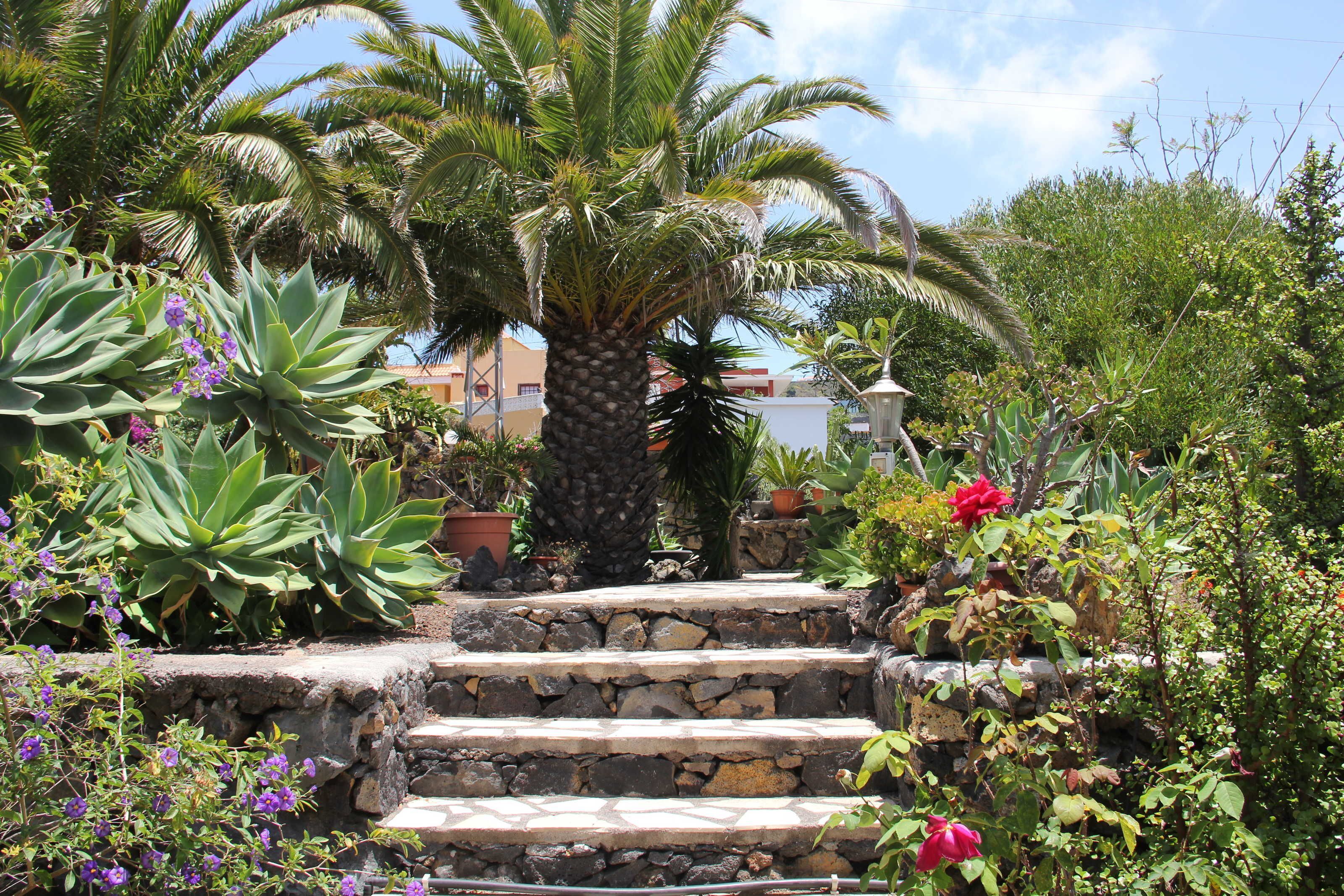 A stone staircase leading up to a palm tree surrounded by various plants and flowers.
