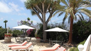 Eine Außenpatio mit Liegestühlen, Sonnenschirmen und einer Palme.